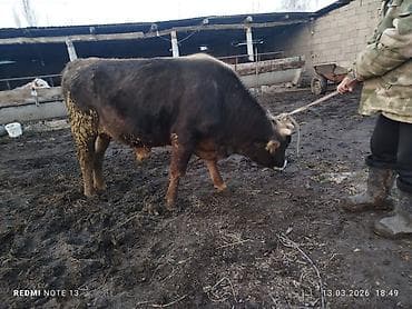 музо ангус: Продаю | Бык (самец) | Для разведения | Племенные — 6