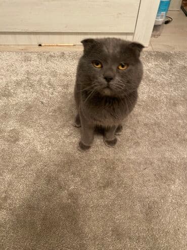 продажа домашних животных: Шотландский вислоухий кот, окрас сплошной голубой (серый). Плотная — 1