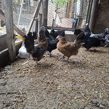 fish eye: Продаю | Куры | Для разведения — 2