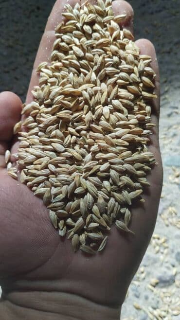 ячмень цена: Продаю ячмень, пшеница, отруби, овес россыпью в мешках, погрузка — 1