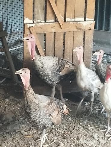 простые птички: Продаю ИНДЮШЕК 5 или 6 штук на продажу. 5ти месячных. по — 5