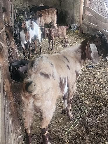 животные на продажу: Продаю | Коза (самка), Козёл (самец), Козлёнок — 4