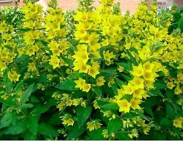 вьющиеся цветы: Вербейник.Многолетник.Цветет долгое время.Неприхотлив,может расти в — 1