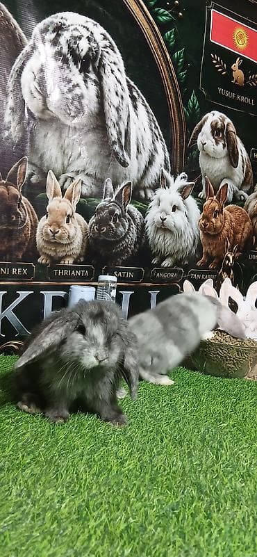 Декоративные кролики: Порода: баран (lop) — декоративный кролик с висячими ушами. Окрас — 7