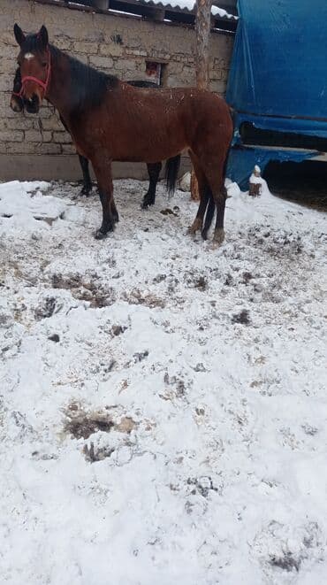 бишкектен уй сатылат: Сатам | Бээ (ургаачы) | Англиялык | Союуга — 3