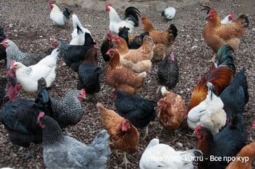 куры доминанты: Продаю | Куры, Петух, Цыплята | Брама, Домашняя | На забой, Для разведения, Несушки — 7