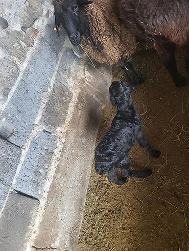 дакан яйца: Продаю | Овца (самка) | Меринос, Романовская | Для разведения | Матка — 4