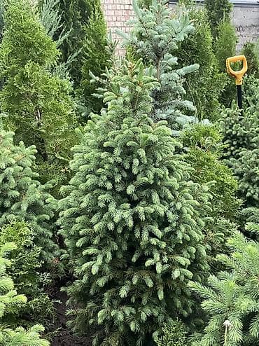 купить самшит: Все виды хвойных растений🌲 •Голубые, зелёные, тянь-шаньские ели •Туи — 6