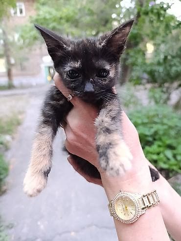 Кошка даром: Беспородная, 2 месяца, Девочка, Приучена к лотку