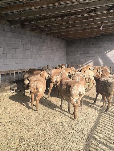 веслоухая кошка: Продаю | Ягненок | Арашан | Для разведения | Ярка — 10