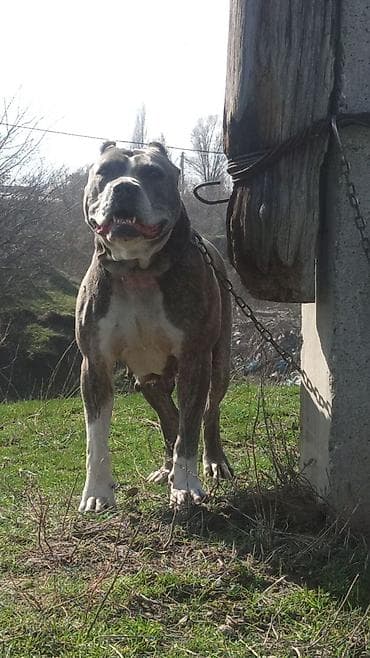 Питбуль, 4 года, Самка, С прививкой