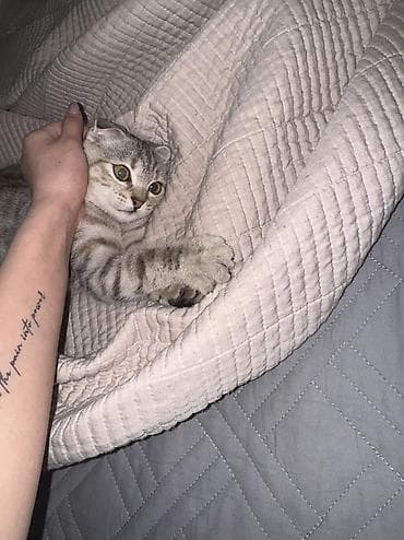 Грызуны: Скотиш Фолд (Шотландская вислоухая), 8 месяцев, Девочка — 3