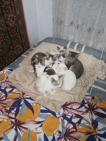 пуфики цена: Отдам котят в хорошие руки 4 по 1,5 месаца и 4 по 2,5 месаца. Только в — 9