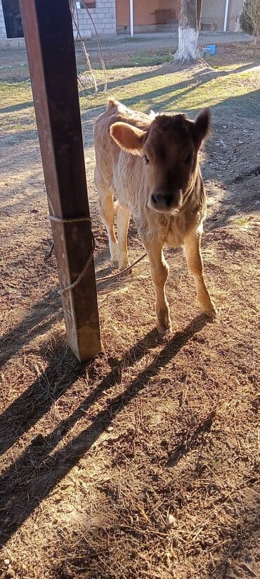 купить собаку чау чау: Продаю | Музоо, торпок | Для молока — 1