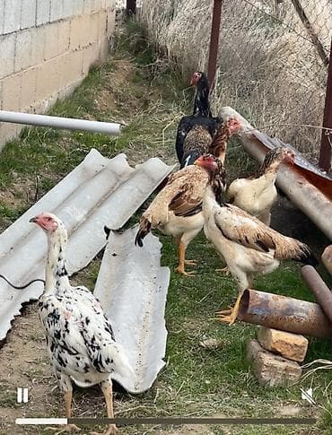 Продаю | Куры | Бойцовая | Для разведения