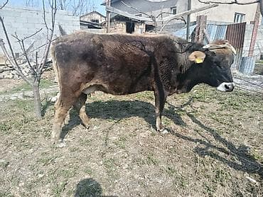 продажа жеребцов: Продаю | Корова (самка) | Для молока — 5