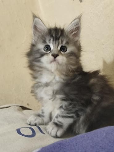 продажа котят мейн кун: Питомник мейн-кунов — породистые котята - Порода: Maine Coon — — 2