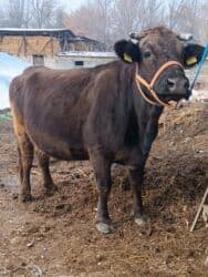 продажа щенков немецкой овчарки с документами в бишкеке: Сатам | Уй (ургаачы) | Алатоолук | Көбөйтүү үчүн, Сүт алуу үчүн | Бооз, Асыл тукумдуу — 5