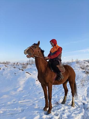 жорго жылкы: Сатам | Жылкы (эркек) | Аргын | Ат спорту — 3