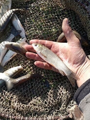 аквариум jebo: Малек Толстолобик Карп Амур принимаем заказы есть машина с бочкой — 2