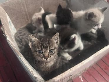 ориентальная кошка черная: Город Токмок, отдам котят в добрые руки — 2