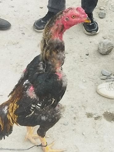 каракол ит: Сатам | Короздор | Тебиштирүүчү | Көбөйтүү үчүн — 1