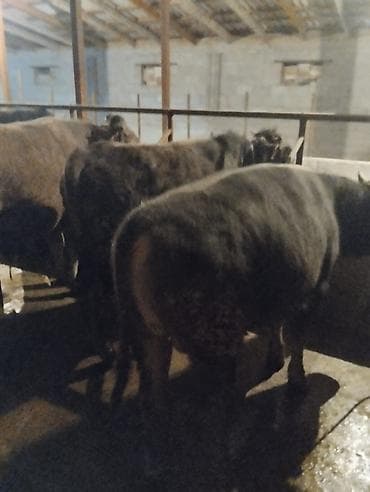 Продаю | Бык (самец) | Полукровка | На откорм | Привязанные at lalafo.kg Продаю | Бык (самец) | Полукровка | На откорм | Привязанные