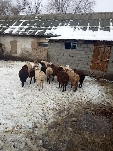 бараны ягнята: Продаю | Овца (самка), Ягненок, Баран (самец) — 7