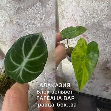 стаканчик: Алаказия Black Velvet + Alocasia Gageana Variegata (сеянцы/детки в — 1