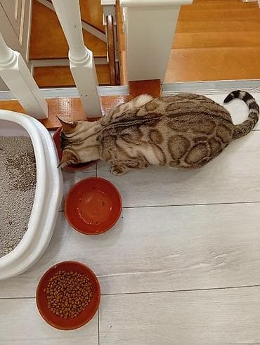 Бенгальская, 2 года, Мальчик, Приучена к лотку