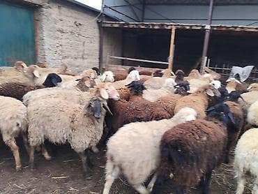 орпингтон мраморный: Продаю | Овца (самка) | Для разведения — 1