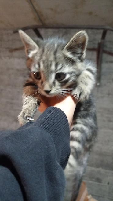 котята сибирской кошки купить: ОТДАМ В ДОБРЫЕ РУКИ Котята-полосатики - Описание: игривые — 1