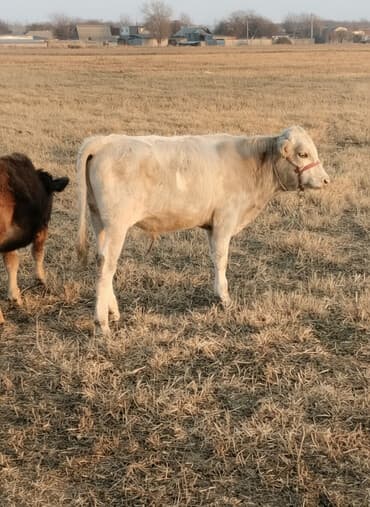 Продаю | Бык (самец) | Полукровка | На откорм | Привязанные