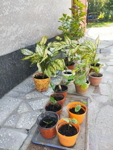 садовые цветы в бишкеке: Продаю цветы — 2