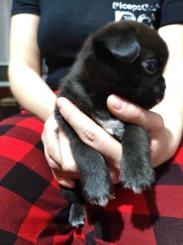 Вязка собак: Мопс, 1 месяц, Самец — 3