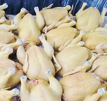 ат бишкек: Продаются домашние бройлеры мясного кросса. ✅ Живой вес — 255 сом/кг — 2