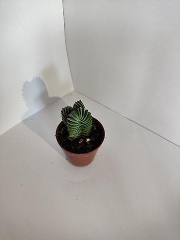тещин язык цветок: Суккулент Crassula ‘Buddha’s Temple’ (Крассула «Храм Будды») в — 2