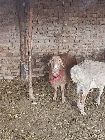 Продаю | Ягненок | Арашан | Для разведения | Осеменитель at lalafo.kg Продаю | Ягненок | Арашан | Для разведения | Осеменитель