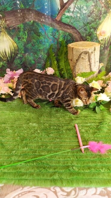 новорожденные котята: Красивейшие бенгальские котята. большие четкие розетки .контрастный — 17