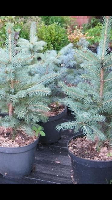 продам клубнику: Продаём саженцы смородины алтайский местный .(обмен есть рассмотрим — 5