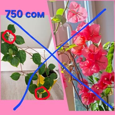 стол трансформер бишкек цена: Комнатные растения в горшках: 1) Бугенвиллея розовая — вьющаяся — 4