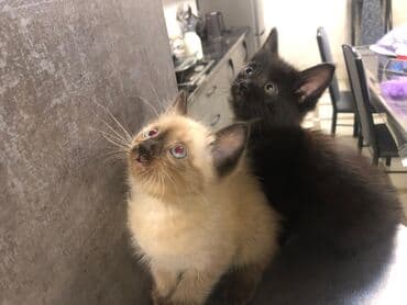 мейн кун бишкек питомник lyubushka купить котенка цена фото: Котята, помёт из двух малышей. - Окрас: один котёнок однотонный — 3