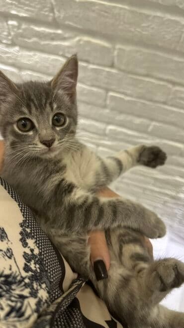 Отдаем котенка в хорошие руки, вместе идет корм на первое время