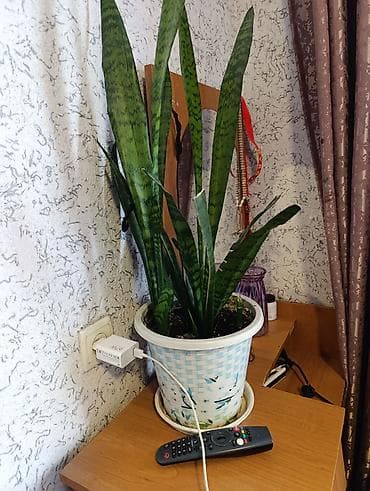 цветы горшочные: Комнатные растения в горшках (несколько видов): 1) Бегония — 6