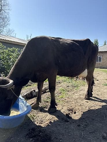 высокодойные коровы: Продаю | Корова (самка) | Для молока — 1
