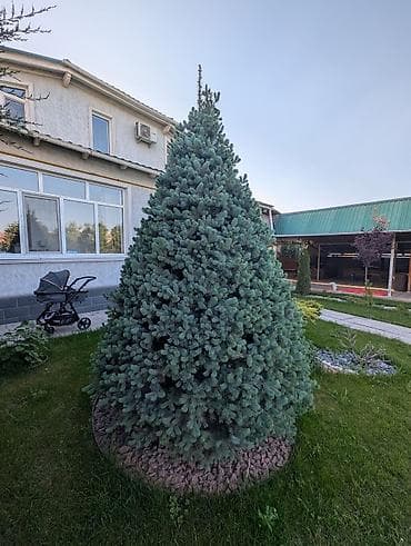 уй емеректер: Голубая ель (Picea pungens ‘Glauca’) — сформированное конусовидное — 4