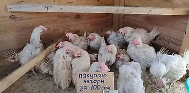 Скупка кур породы Леггорн несушки - Покупаем по 100 сом за штуку -