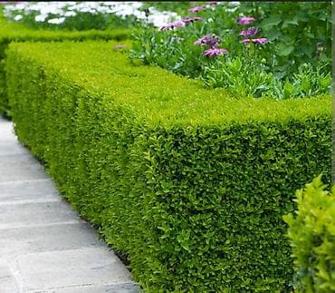 жайкы огород: Самшит Buxus в контейнерах, вечнозеленый, можно формировать под разные — 2