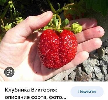 Продаю рассады клубники. Сорт Виктория. Крупный голландский. Очень