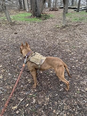 подарки для мальчиков: Питбуль, 1 год, Самец, С прививкой — 4